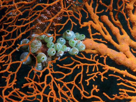  Atriolum robustum (Sea Squirt)